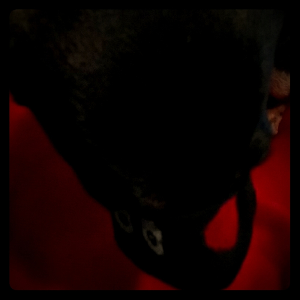 Dog Mask